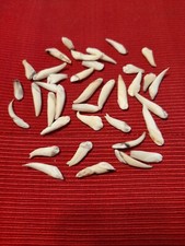 lot dents de sanglier pour