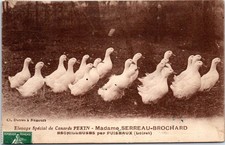 45 ECHILLEUSE - elevage de canard de Pekin Ets SERREAU