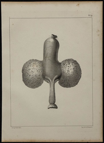 1839 planche anatomie - -,