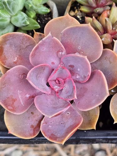 Echeveria perle von - echeveria, ‘perle