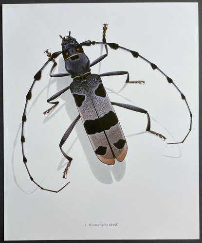 Entomologie rosalia alpina - entomologie,