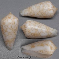 Coquillage de collection 