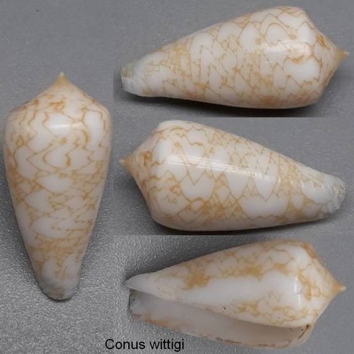 Coquillage collection - de,