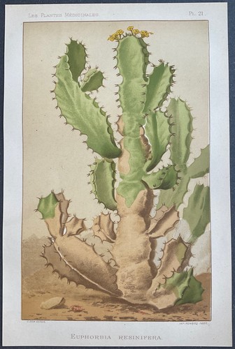 Plantes médicinales euphorbia - médicinales,