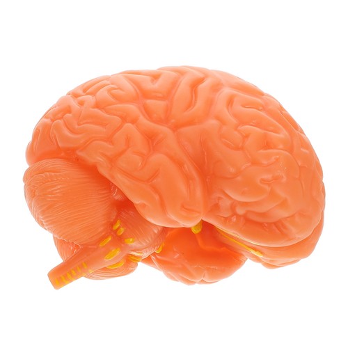 Maquette cerveau modèle - maquette,