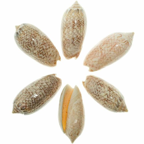 Coquillage oliva reticularis - ,