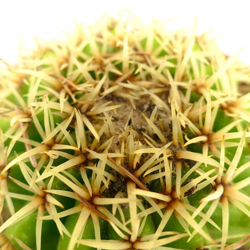 Echinocactus grusonii form