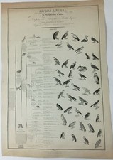 "OISEAUX" REGNE ANIMAL DE MR