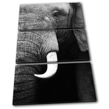 Elephant Wildlife Animals