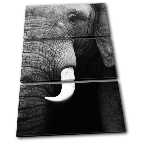 Elephant wildlife animals - wildlife,