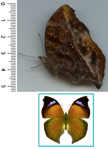 Nymphalidae salamis anteva - nymphalidae,