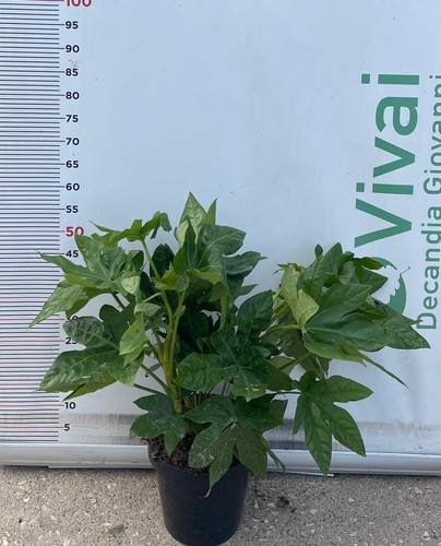 Plante fatsia japonica - japonica, ou