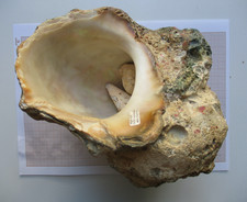 2 Coquillages ancien gros Turbo Collection Aquarium Nacre +Cittarium