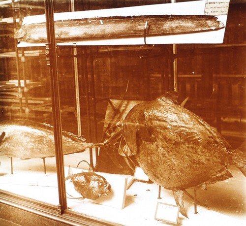 Poisson empaillé c1920 - , photo