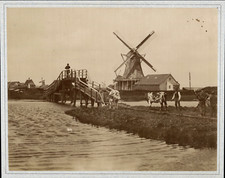 Nederland, Zaandam Polder, Koeien en Molen, vintage albumine print vintage album