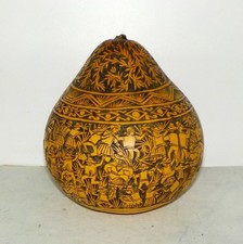 Belle coloquinte gravée