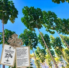 Paulownia Seeds/Graines Z07 9501 9502 9503 Elongata ShanTong Tomentosa Fortunei