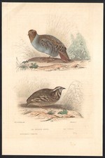 1853 Gravure aquarellée La