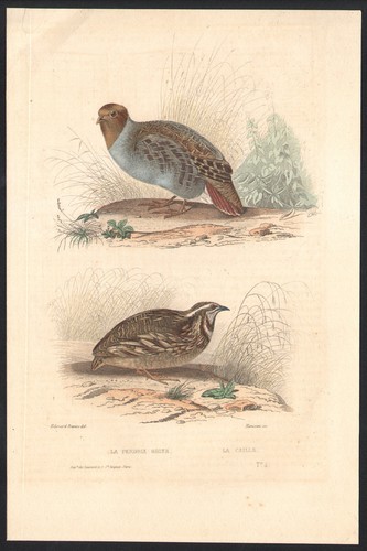 1853 gravure aquarellée - 1853, la