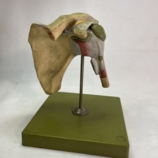 Somso Shoulder Joint