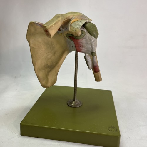 Somso shoulder joint - somso,