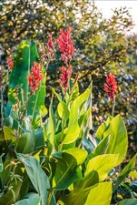 10 graines de Canna Marabout Geant 