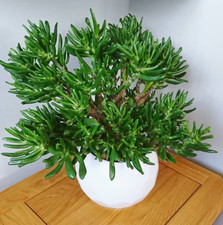 ? CRASSULA 'LADYFINGERS OVATA -TRES RARE !  5 FEUILLES A BOUTURER ? succulente