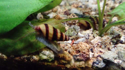 Escargots aquarium anantome - escargots, d'aquarium