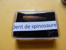 Petite Dent de Spinosaure - Fossile Authentique du Kem Kem crétacé Maroc 2 cm