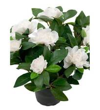 Gardenia Plante fleurie