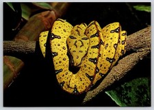 Postcard baby green python - postcard,