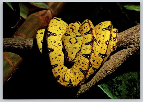 Postcard baby green python - postcard,
