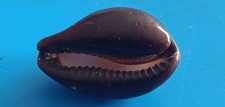 Cypraea Erronea onyx Linnaeus, 1758    32mm