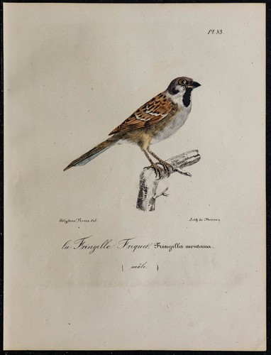 1830 moineau friquet - 1830,