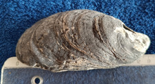 Coquille Fossile 130 mm