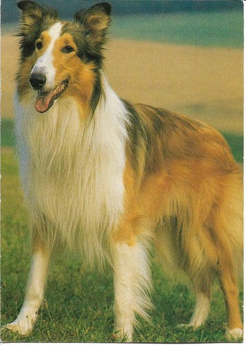 Chien colley - chien,