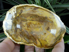 Cendrier dans tranche de Bois Fossilisé 11x7cm Madagascar collection ancien déco