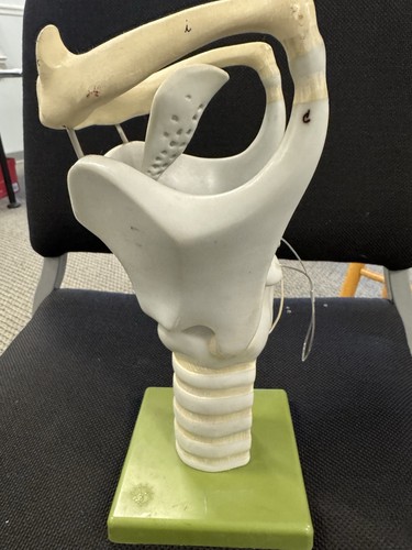Anatomical model larynx for - anatomical, of