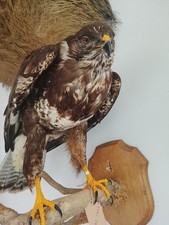 taxidermie buse buteo buteo