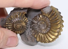 Pyritized Ammonite Positive