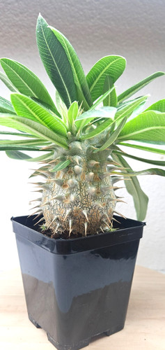 Pachypodium horombense - , sp