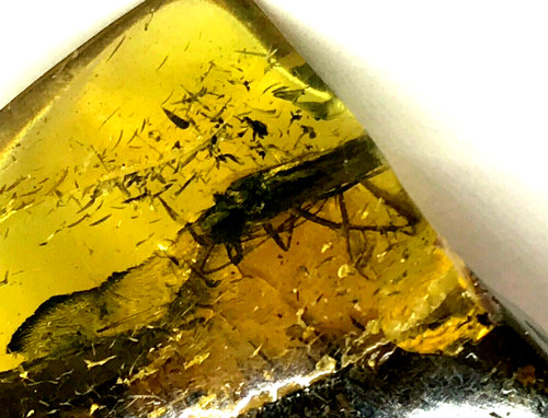 Pièce ambre avec inclusion - d'ambre,