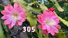 Epiphyllum No 305 🌸 Fleur