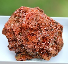 Crocoïte 37 grammes - Dundas mineral field, Zeehan District, Tasmanie Australie