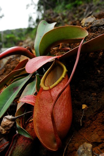 Nepenthes merrilliana plante - nepenthes,