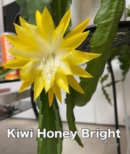 Epiphyllum KIWI HONEY BRIGHT -