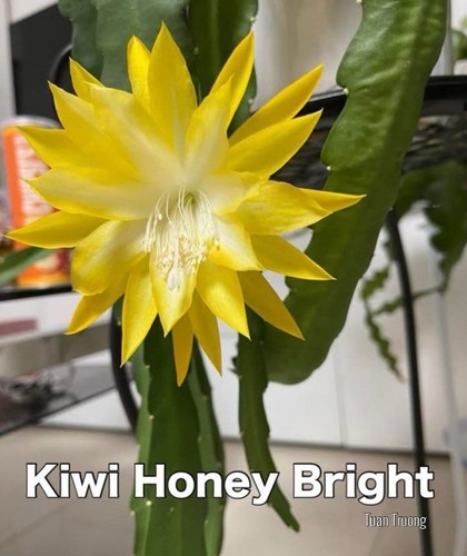 Epiphyllum kiwi honey bright - kiwi,
