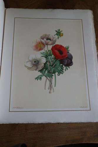 Belle lithographie fleur de - belle,