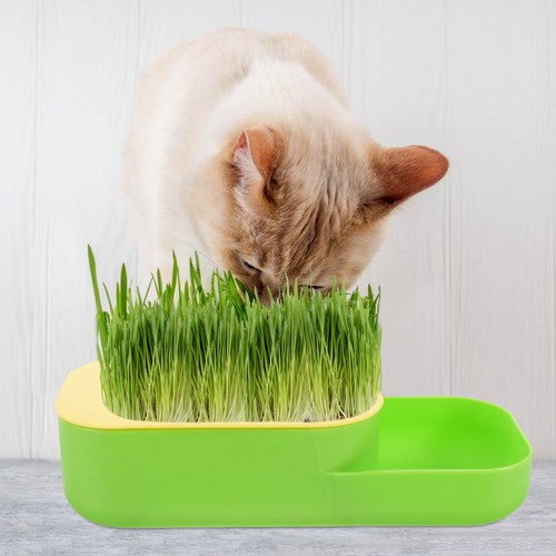 Indoor plant growing pet cat - indoor,