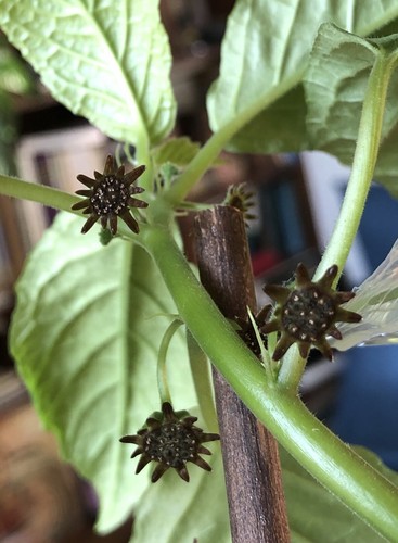Dorstenia brownii fresh seeds - brownii,
